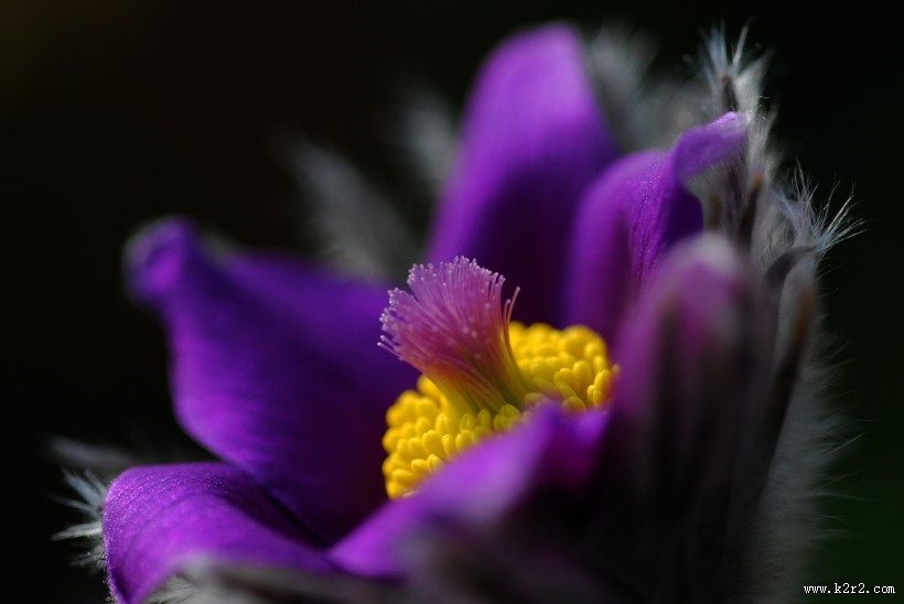 蓝紫色的奈何草图片大全