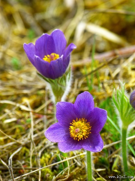 蓝紫色的奈何草图片大全