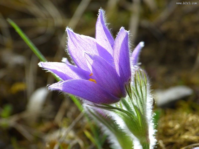 蓝紫色的奈何草图片大全