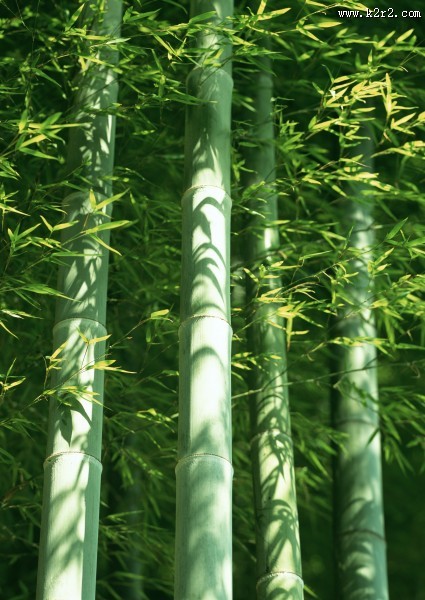 炎炎夏日里的一抹清凉竹林图片大全
