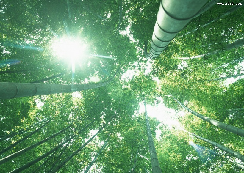 炎炎夏日里的一抹清凉竹林图片大全