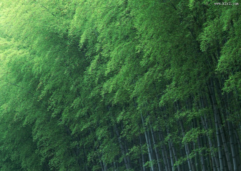 炎炎夏日里的一抹清凉竹林图片大全