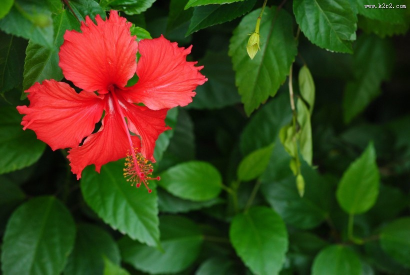 红色的扶桑花图片