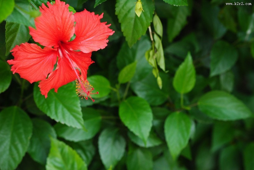 红色的扶桑花图片