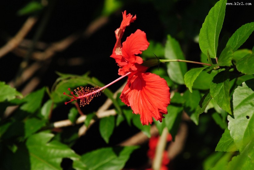 红色的扶桑花图片