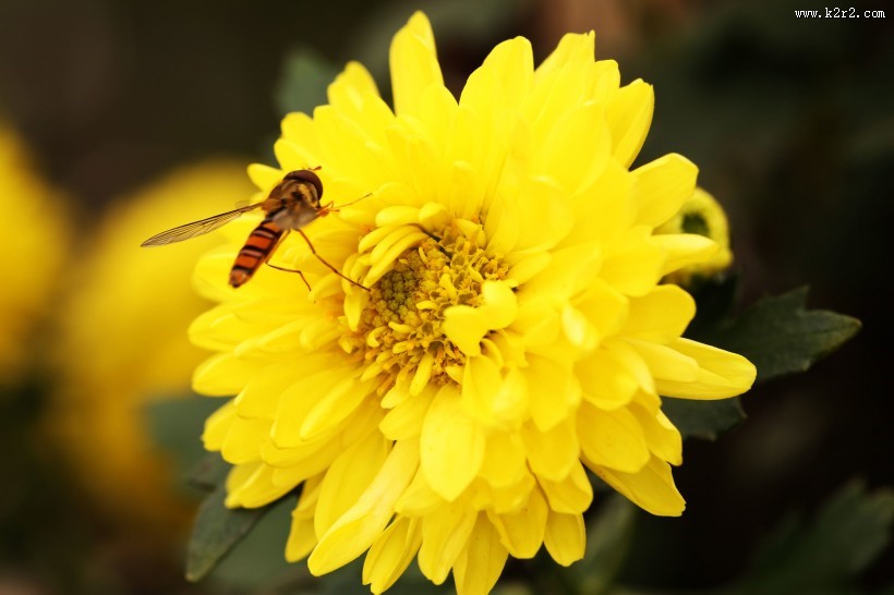 多姿多彩的菊花图片大全