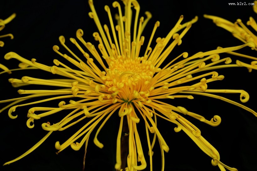 多姿多彩的菊花图片大全