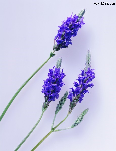 花草茶保健茶的原材料图片