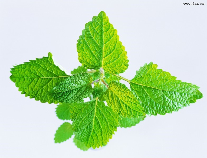 花草茶保健茶的原材料图片