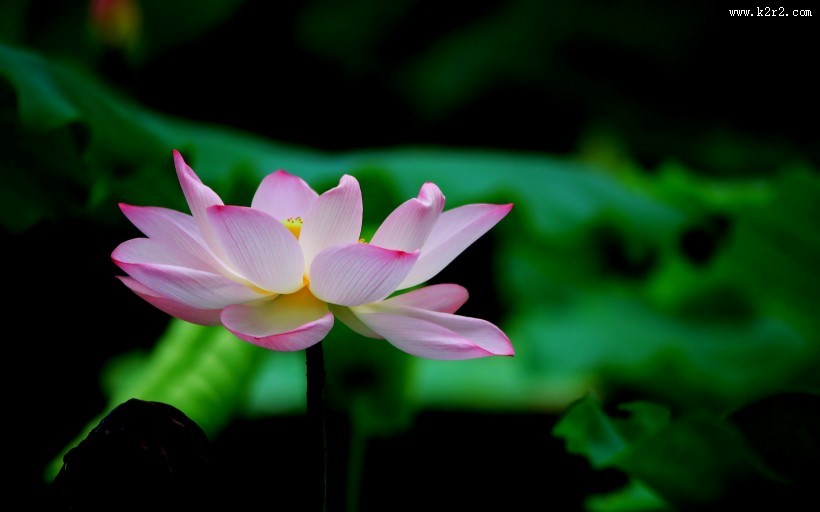 出淤泥而不染的荷花图片