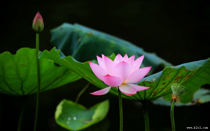 出淤泥而不染的荷花图片