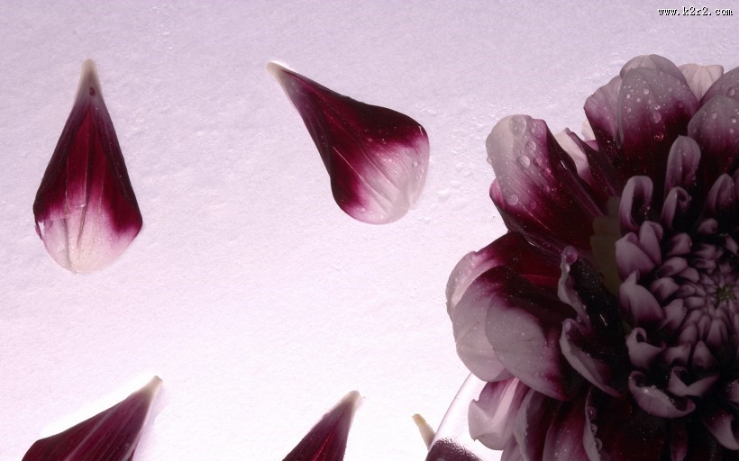 色彩斑斓的鲜花图片