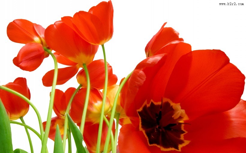 端庄典雅的郁金香图片