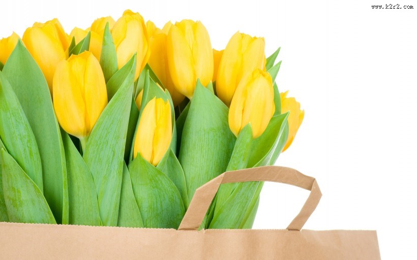 淡雅清新的郁金香图片