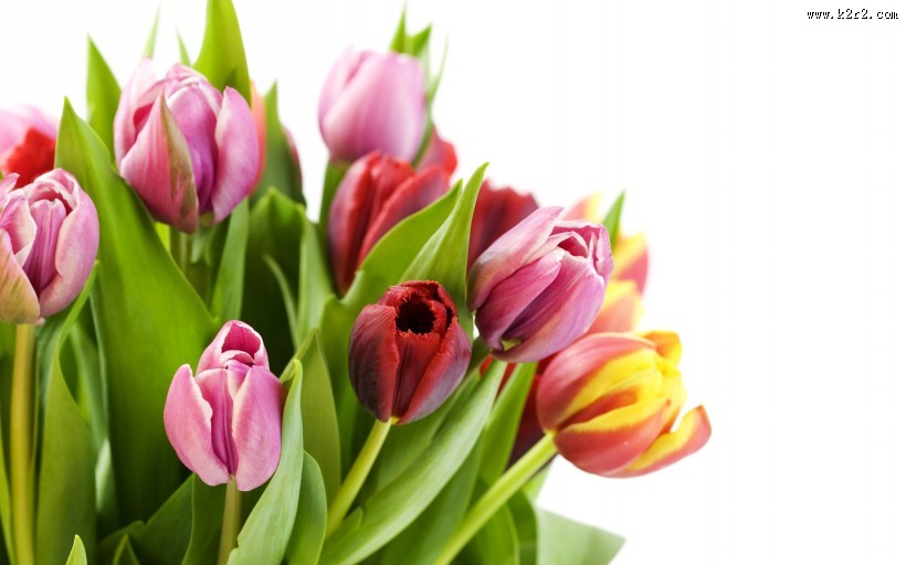 清新高雅的郁金香图片