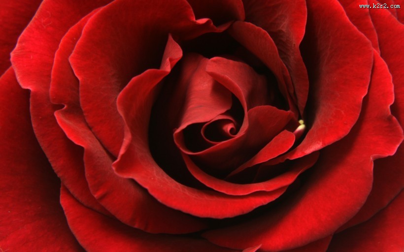 漂亮的玫瑰图片大全