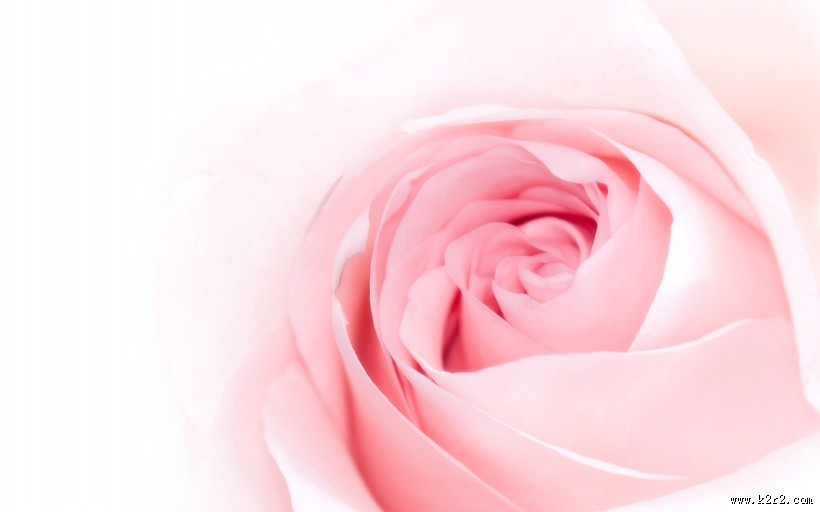 漂亮的玫瑰图片大全