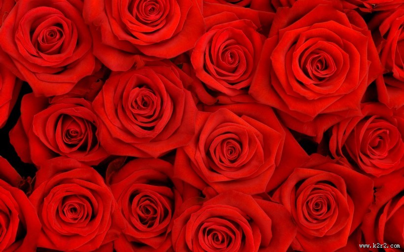 美丽动人的玫瑰花图片