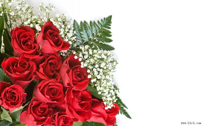 美丽动人的玫瑰花图片