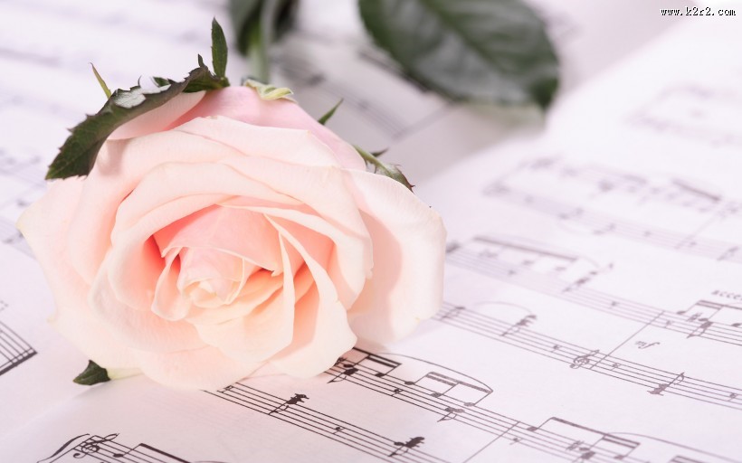 优雅的玫瑰花图片