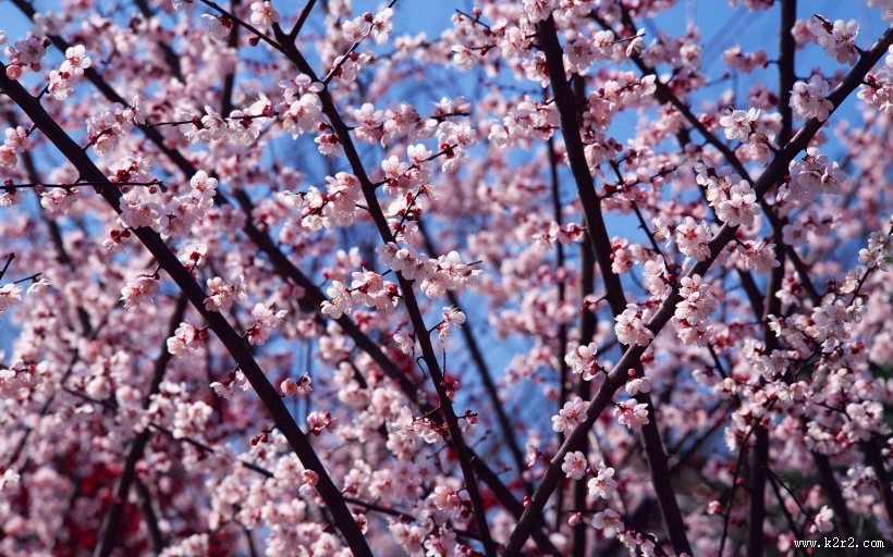 梅花盛开的图片大全