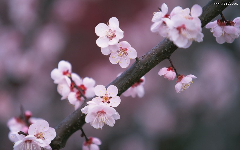 梅花盛开的图片大全