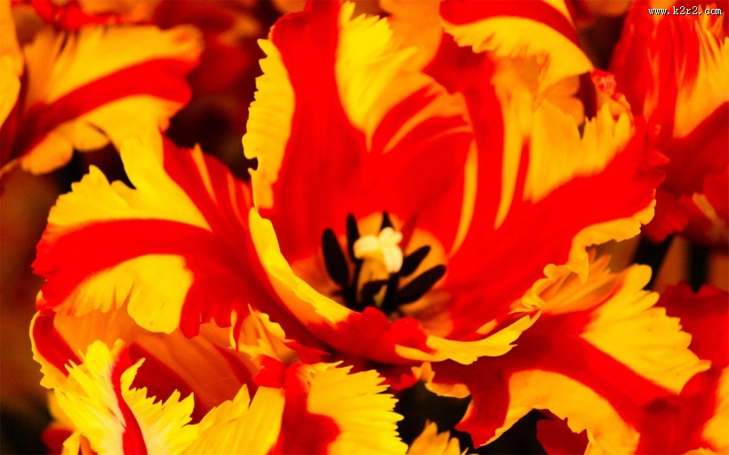 优雅的郁金香图片