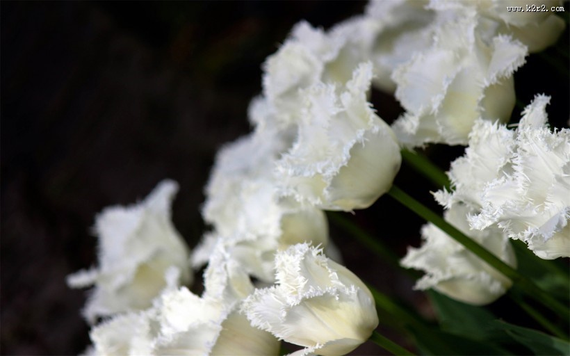 优雅的郁金香图片