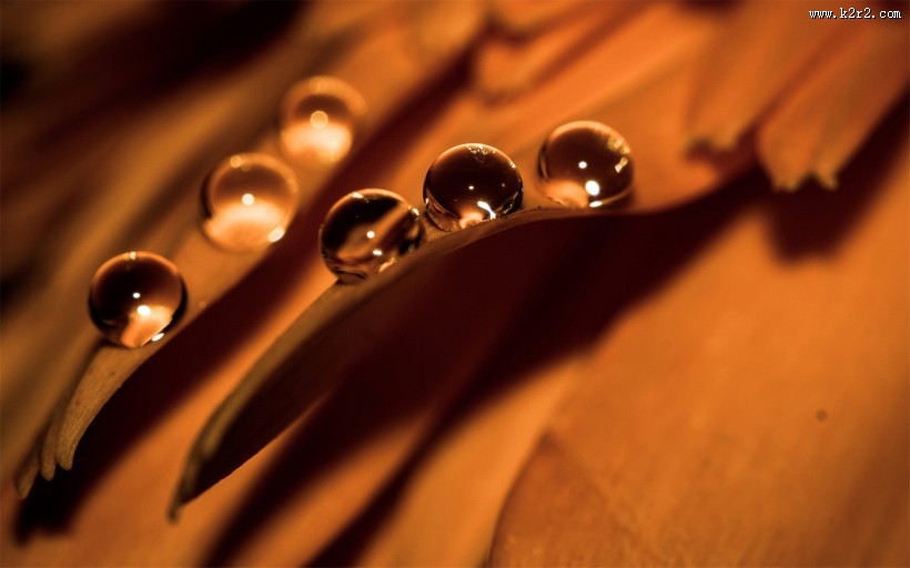 花瓣上流动的水珠宝石图片