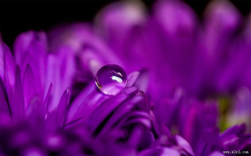 花瓣上流动的水珠宝石图片