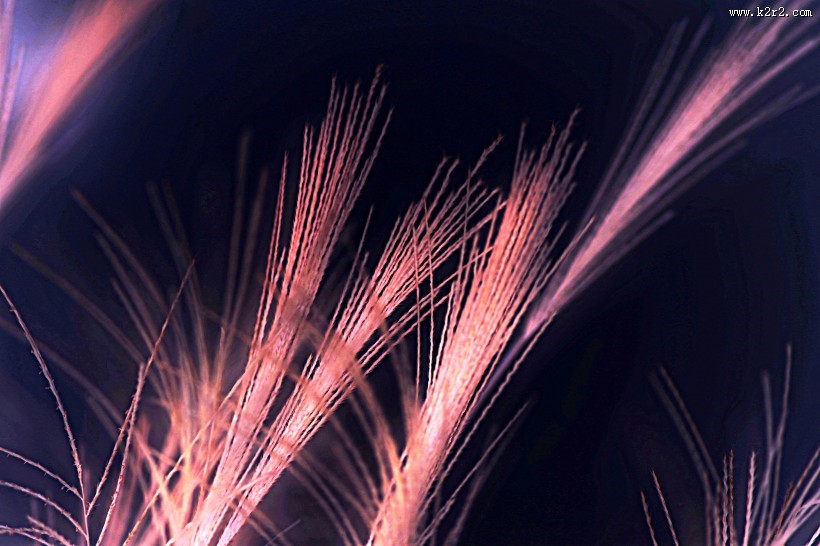 唯美的野草图片