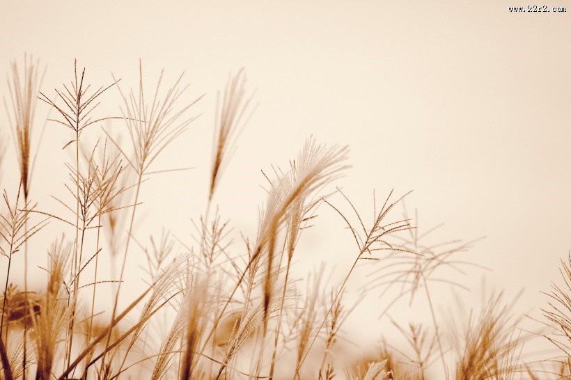 唯美的野草图片