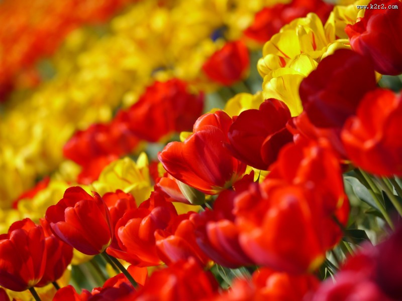 世界花后之郁金香图片大全