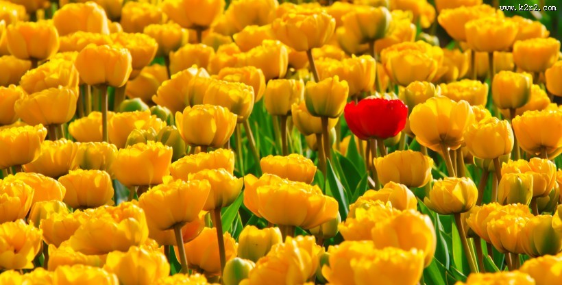 世界花后之郁金香图片大全