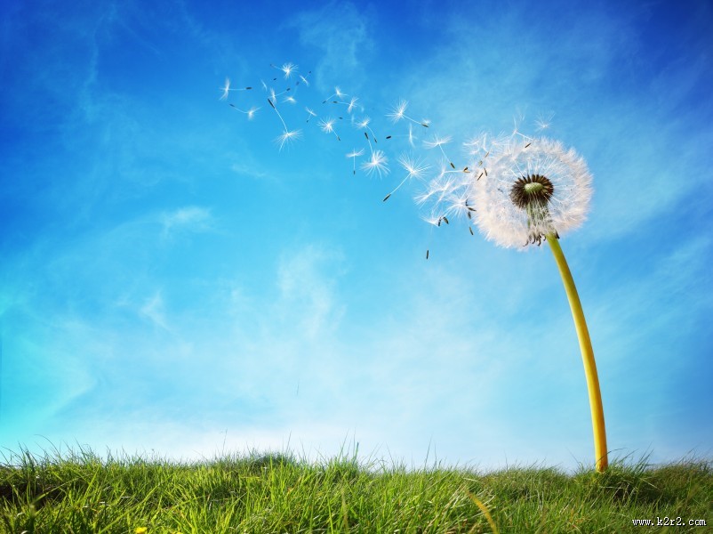 美丽的蒲公英图片大全