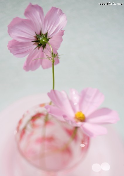 格桑花图片大全