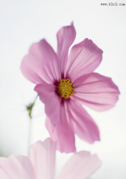 格桑花图片大全