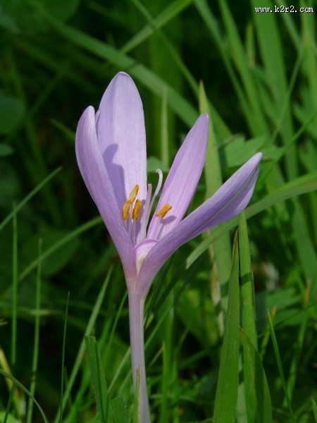 淡雅水仙花图片
