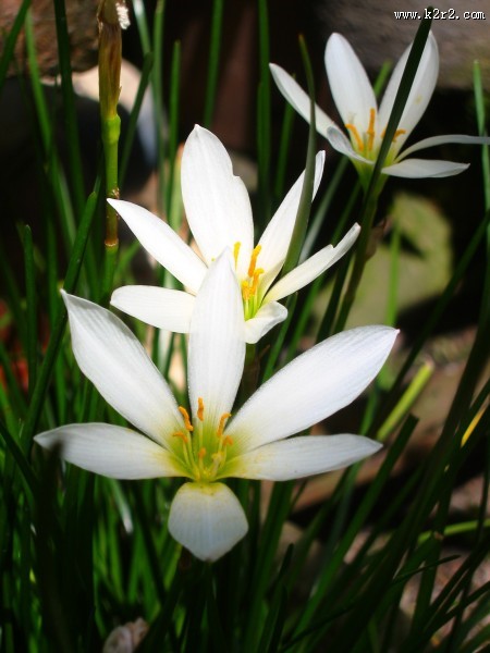 淡雅水仙花图片