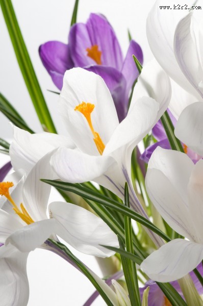 淡雅水仙花图片