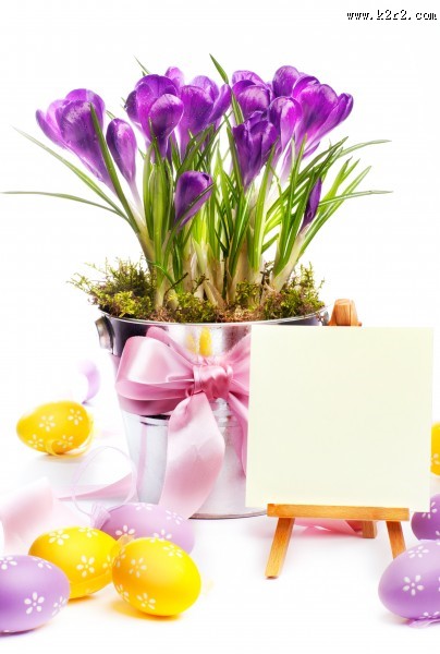 淡雅水仙花图片