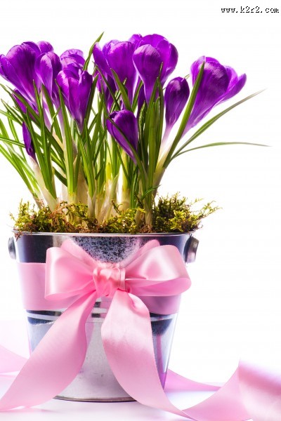 淡雅水仙花图片