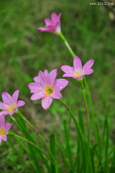 淡雅水仙花图片