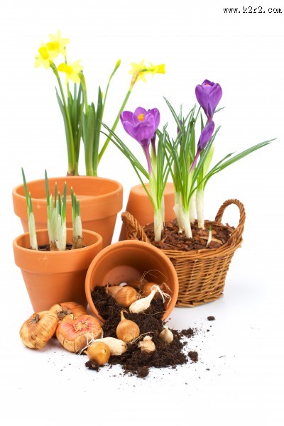 淡雅水仙花图片