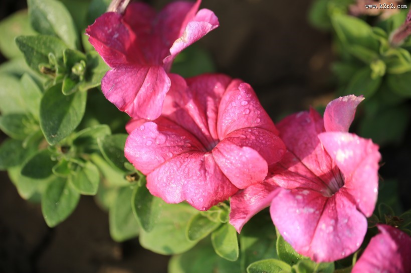 清新的牵牛花图片大全