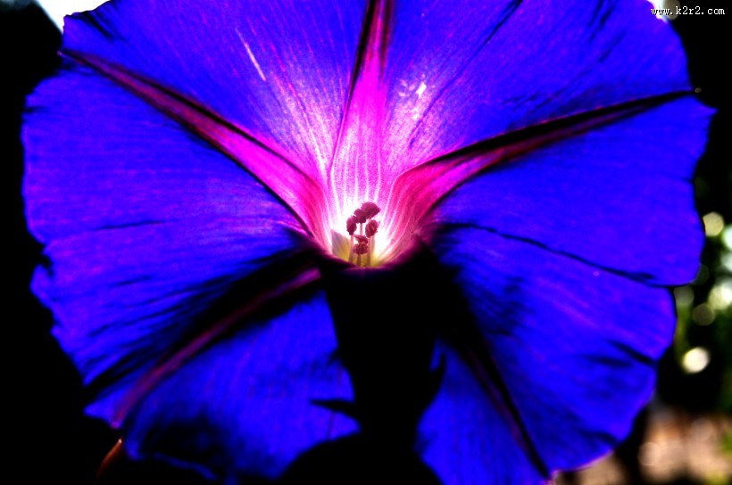 清新的牵牛花图片大全