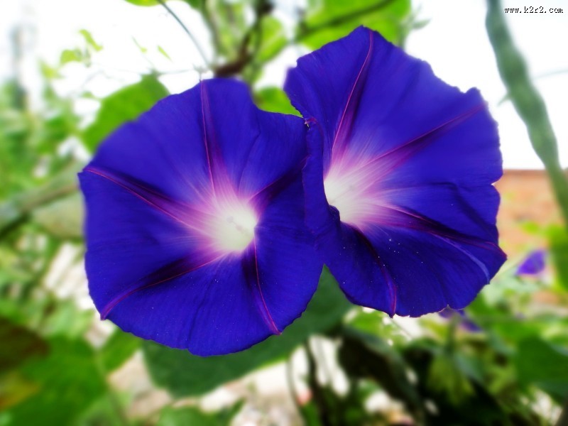 清新的牵牛花图片大全