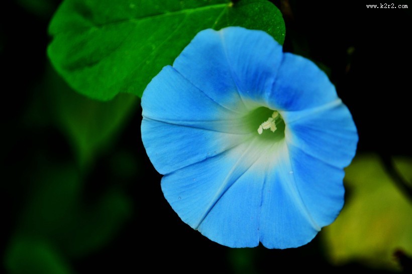 清新的牵牛花图片大全