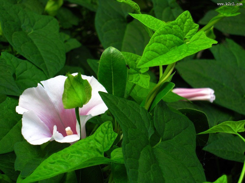 清新的牵牛花图片大全