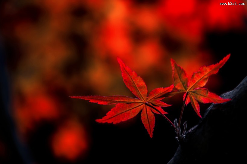 如花的红色枫叶图片大全